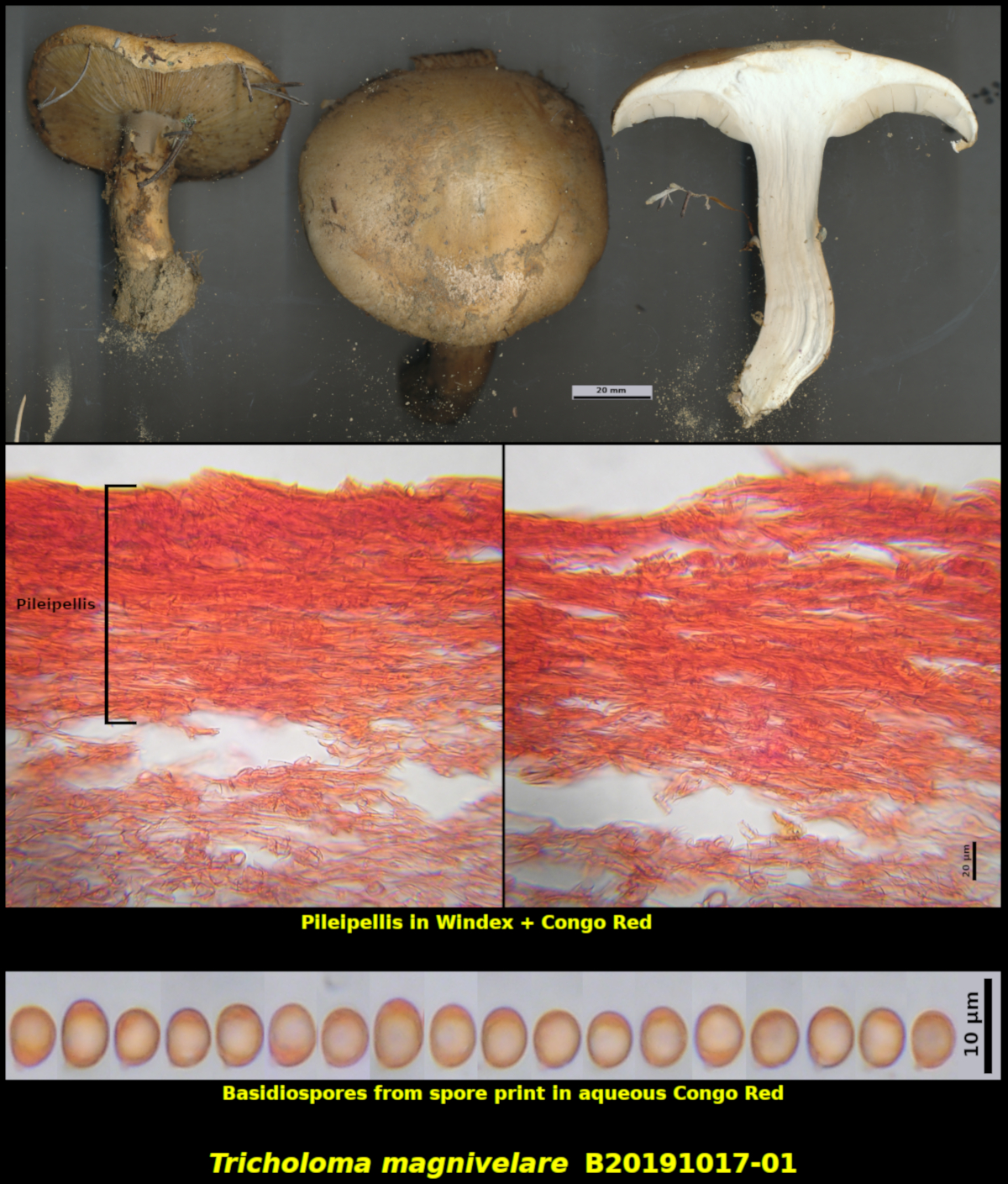 Picture of Tricholoma magnivelare B20191014-01