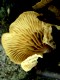 Winter Basidiomycota