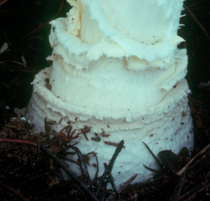 Picture of Amanita muscaria from California