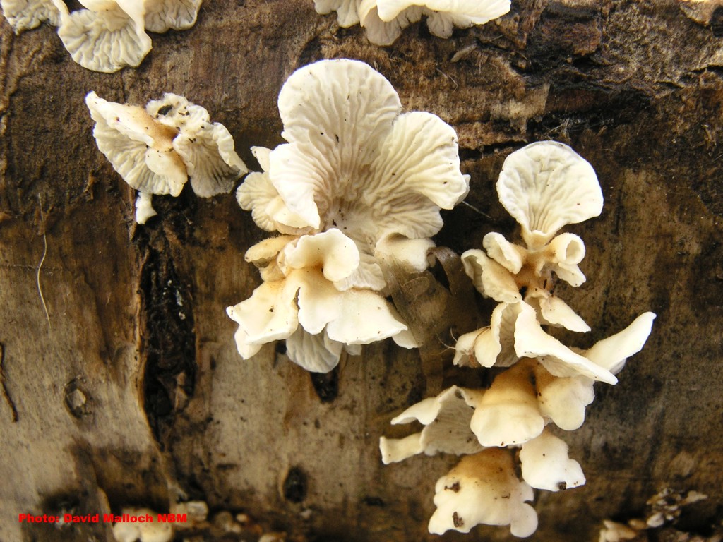 Picture of Plicaturopsis crispa