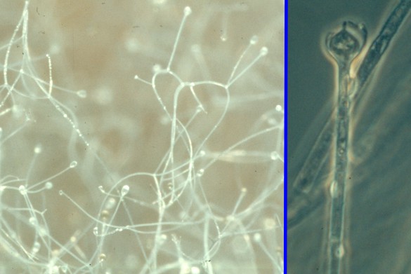 Absidia sporangia
