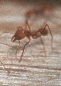 Animal mutualisms