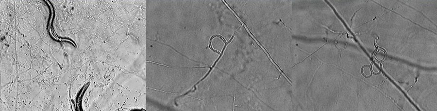 Nematodes trapped by Arthrobotrys sp.