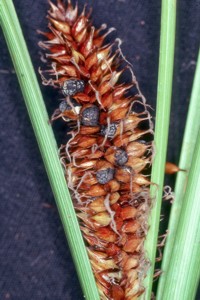 Cintractia fischeri
