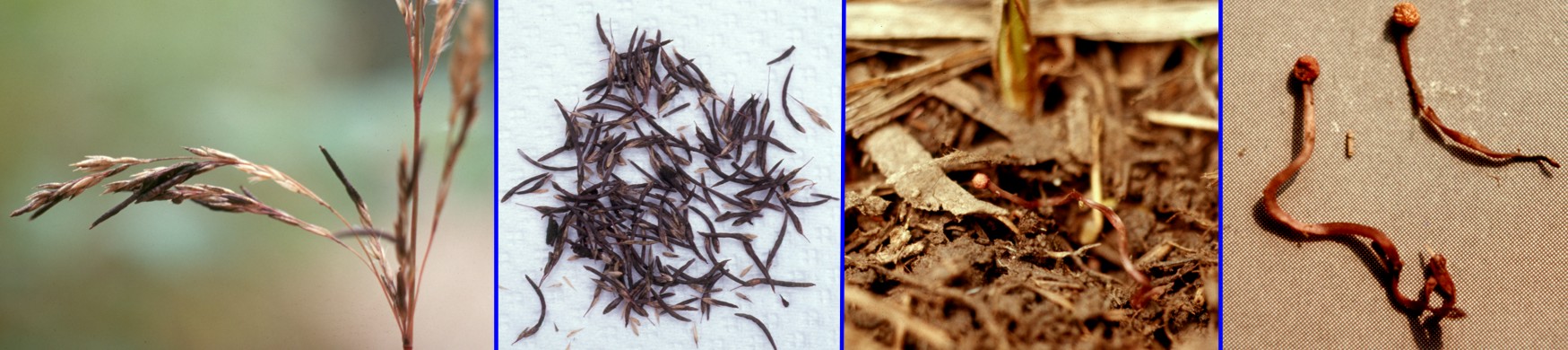 Claviceps purpurea
