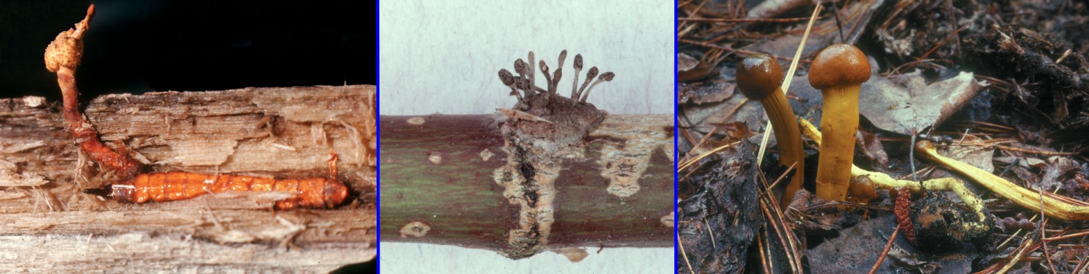 Species of Cordyceps