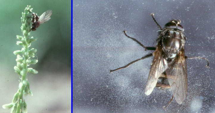 Entomophthora