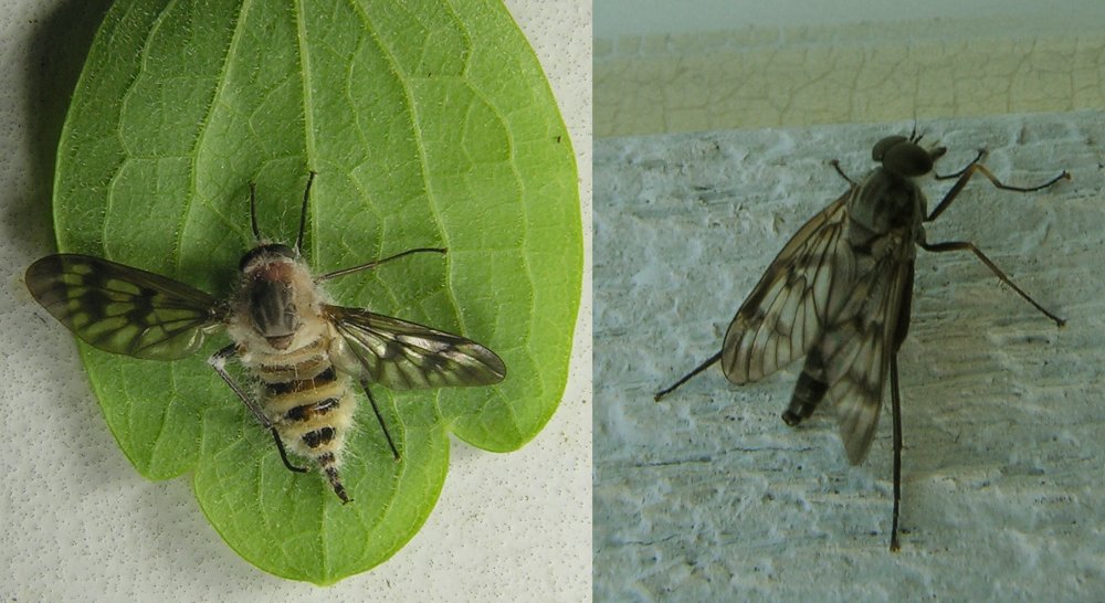 Entomophthora