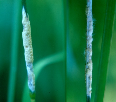 Epichloe typhina