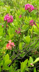 Exobasidium myrtilli 1