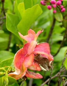 Exobasidium myrtilli 2
