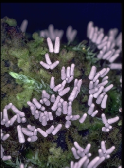 Fungus-like organisms