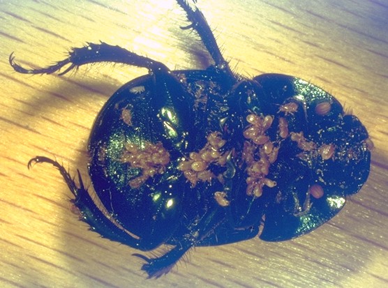 Geotrupes with phoretic mites 1