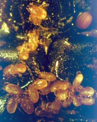 Geotrupes with phoretic mites 2