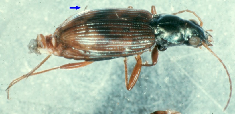 Laboulbenia vulgaris on Bembidion