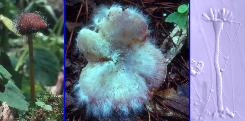 Mycoparasitic Zygomycota