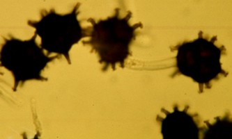 Nyssopsora clavellosa