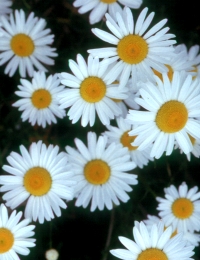 Plant mutualisms