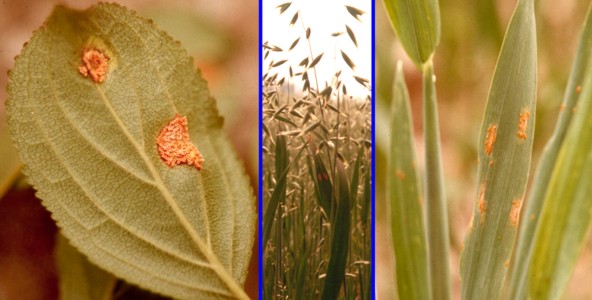 Puccinia coronata