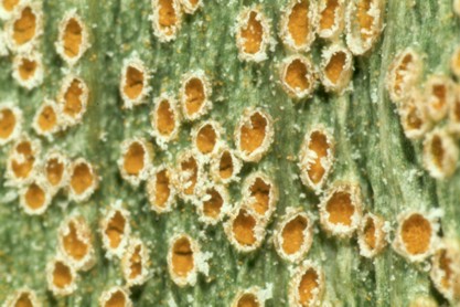 Puccinia hysterium