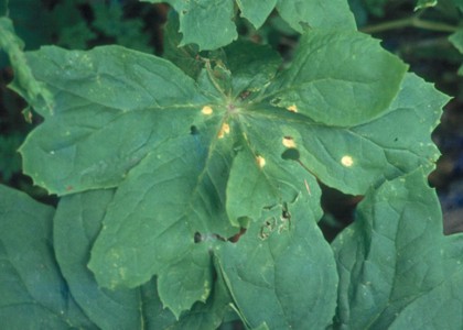 Puccinia podophylli