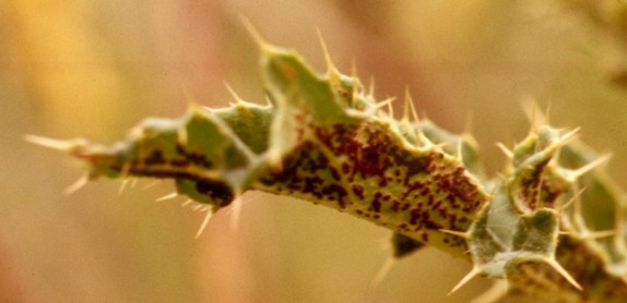 Puccinia punctiformis