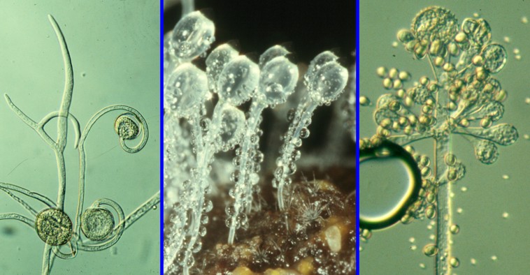 Saprotrophic Zygomycota