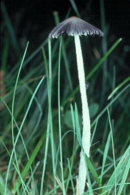 Saprotrophs