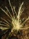 Fungal construction