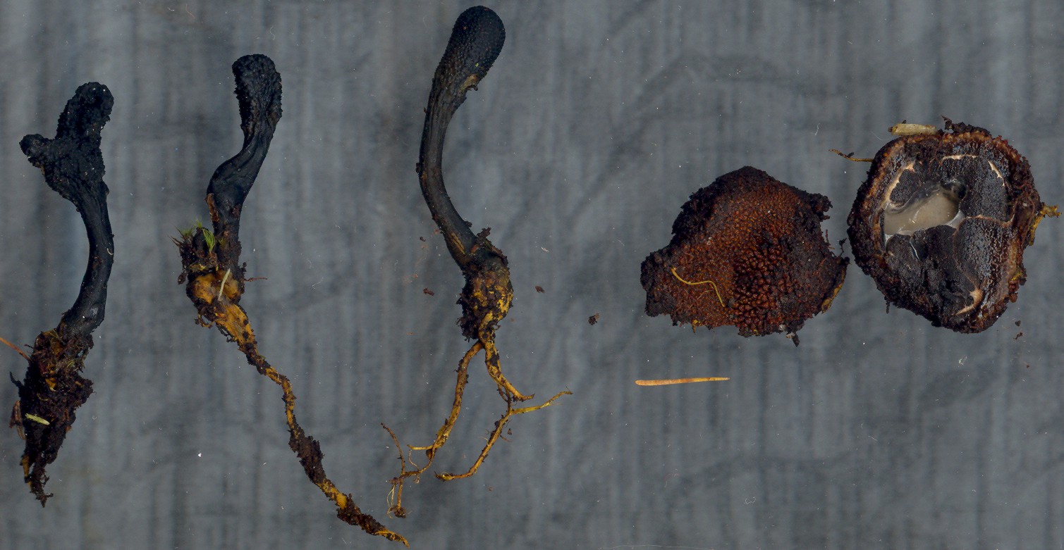 Tolypocladium ophioglossoides