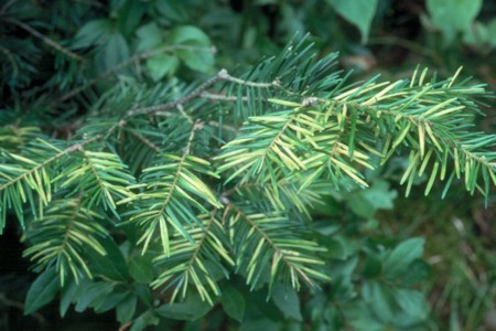 Uredinopsis americana
