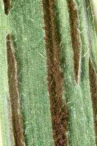 Urocystis agropyri