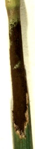 Ustilago spegazzinii