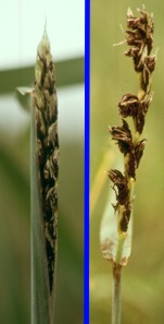 Ustilago tritici